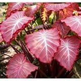 Elephant Ear Bulb for Rich Green Display, Backyard Garden Design (A)