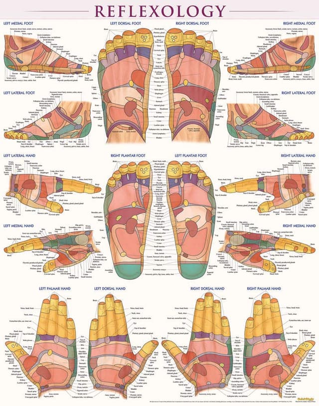 Reflexology Poster (22 x 28 inches): Laminated QuickStudy Anatomy Reference