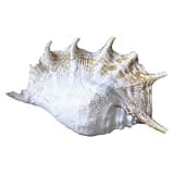 Big devil's claw - madness size 25 cm! -Decoration