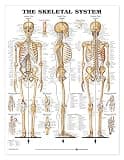 The Skeletal System Giant Chart
